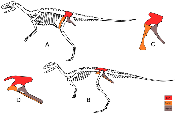 A — эораптор, один из первых ящеротазовых; B — лесотозавр , один из первых птицетазовых; C — таз эораптора; D — таз лесотозавра.
