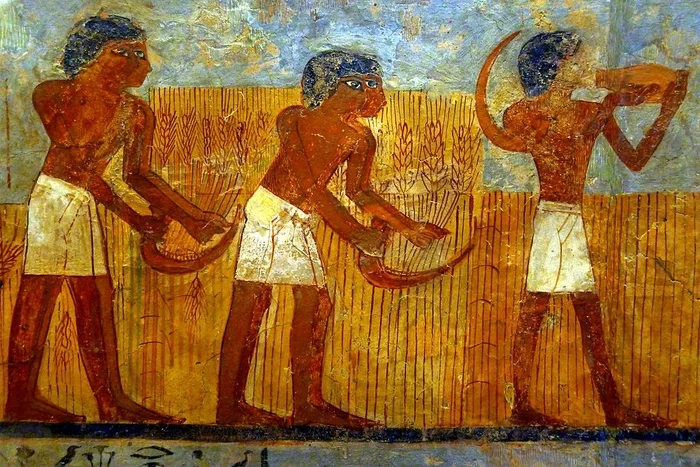 Cereals in Ancient Egypt - Ancient artifacts, Archeology, History (science), Ancient Egypt, Crops, Wheat, Fresco, Antiquity