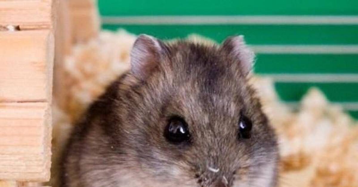 14 июня hamster. Китайский хомяк. Euthanize. Векторная изображения хомяка. Корм для хомячков 1кг.
