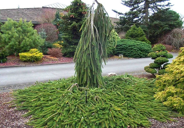 Norway spruce 'Cobra' - Christmas trees, Tree, Plants, Garden, Gardening, Dacha, Variety, Conifers, Landscape design, Longpost