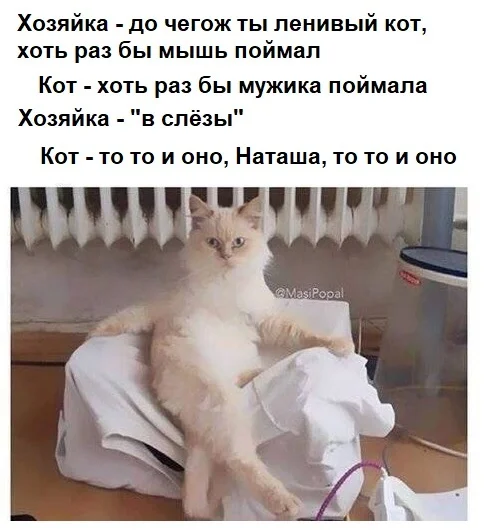 Cat meme - cat, Cat lovers, Natalia, Humor, Picture with text