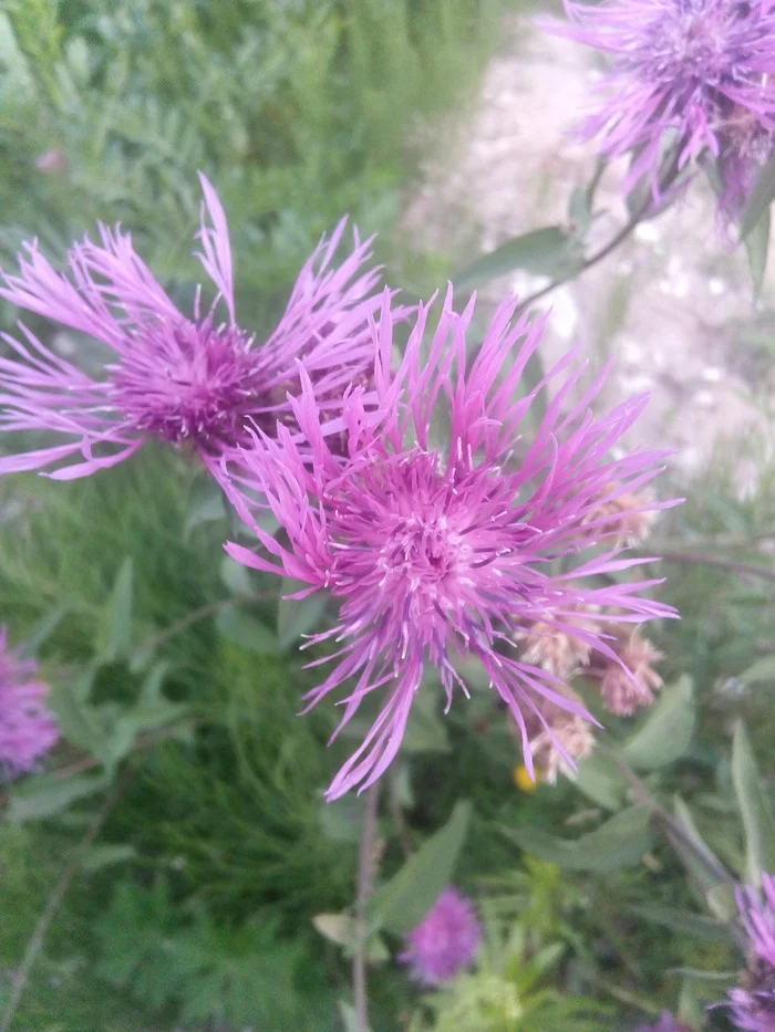 Flowers of country roads - My, Village, Plants, Nature, Flowers, Bloom, Macro photography, Evening, Walk, Longpost