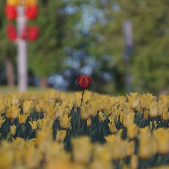 Reply to the post “Be different” - Differences, Irony, Humor, Herd instinct, Hardened, The photo, Tulips, Reply to post