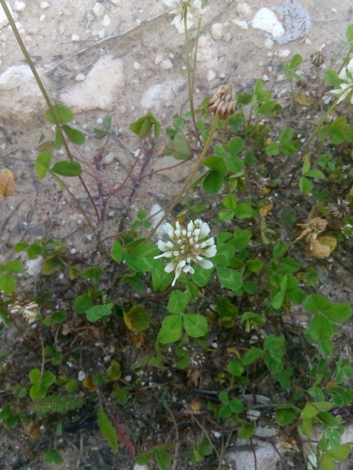 ������� ������ ��� ���. � ��� �����.