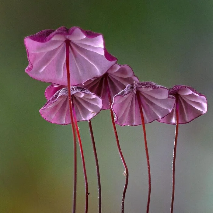 Negniyuchnik - Mushrooms, Mycology, wildlife, Reserves and sanctuaries, India, The photo