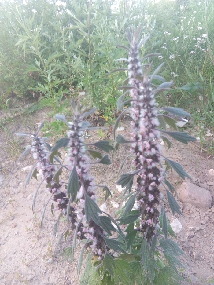 ��� ���-�� ����������. ����� �� ������. ����� ������.