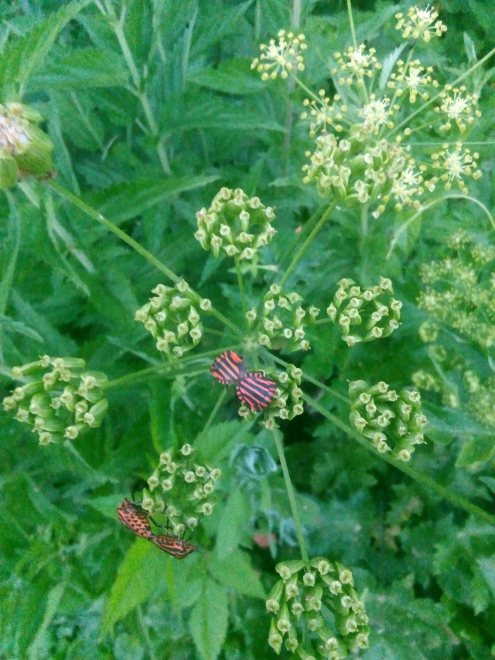 ��� ��������. ��������.