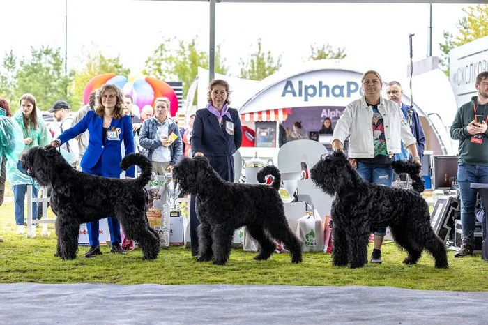 The largest single-breed exhibition of Russian black terriers will be held in Moscow - Russian Black Terrier, Dog show, Moscow, Pets, Dog, Longpost, Telegram (link)