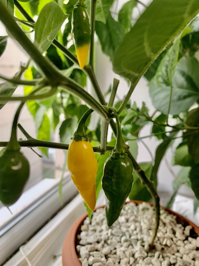 Aji Mochero , 