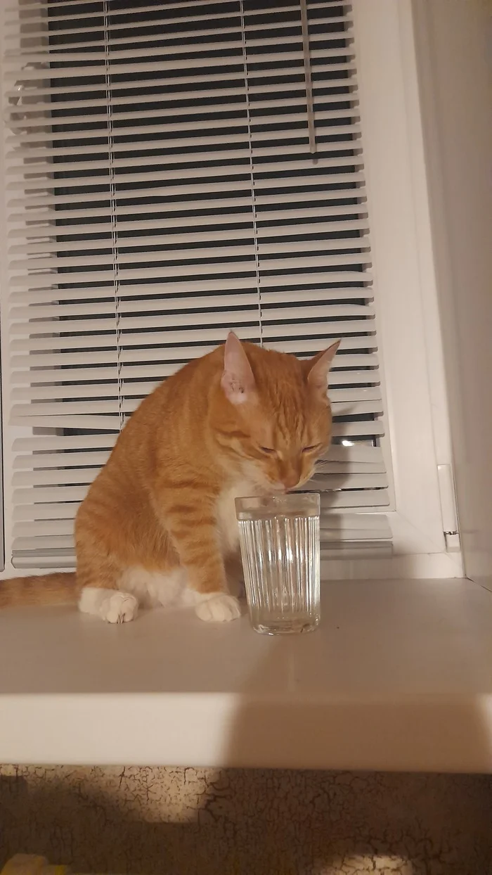 Well, for Friday - My, cat, Redheads, Cup