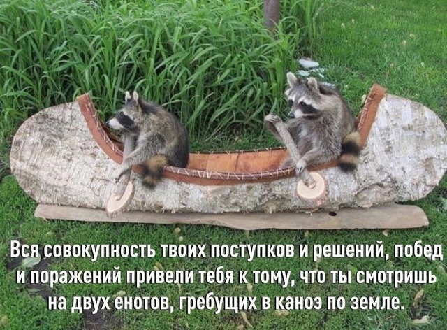 We've arrived. Ultimate - Raccoon, Humor, Picture with text, Canoe