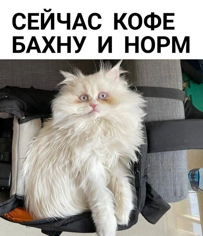 Мое состояние в пятницу - Кот, Кофе, Пятница, Усталость, Пушистые, Картинка с текстом, Юмор, Telegram (ссылка)