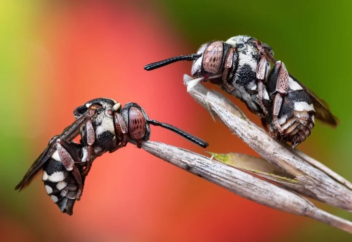 Insect Photography Contest Winners - Competition, The photo, Photographer, Beginning photographer, Telegram (link), Canon, Nikon, Longpost