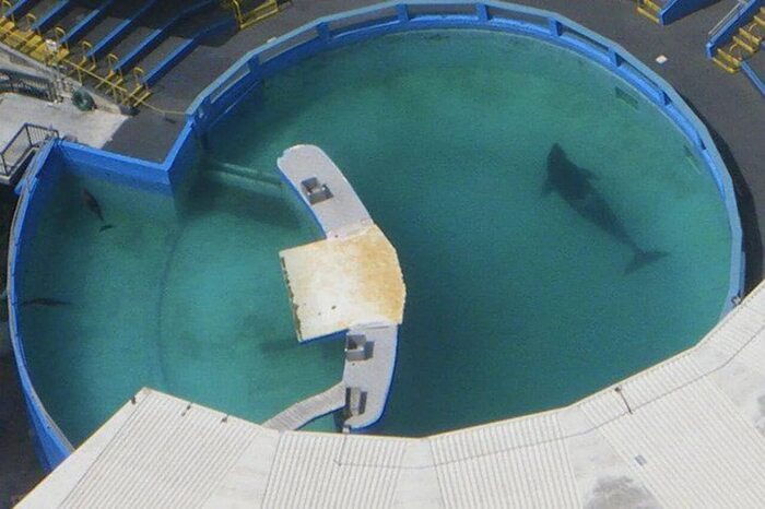    Miami Sequarium,  ()