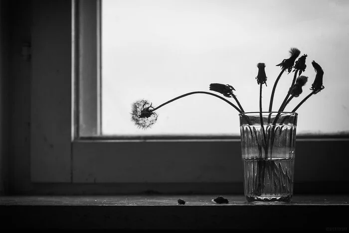 Why are his cheeks so thick? - My, The photo, Black and white, Black and white photo, Still life, Dandelion, A life, Old age