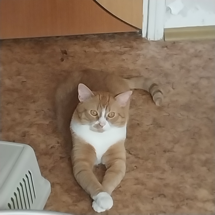 Как меня зовут? Скажу попоже! Я ведь хитрый котик🙃