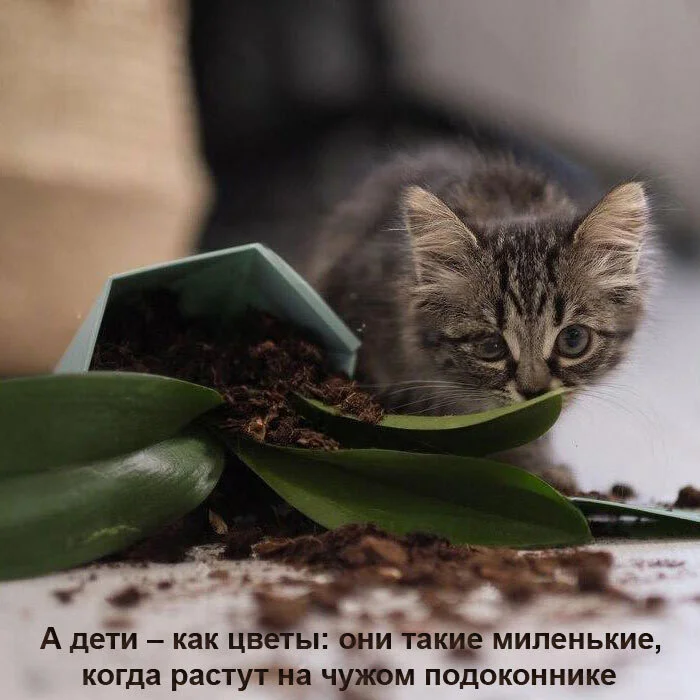 Cats are like children - My, Milota, Humor, Picture with text, Longpost, Children, cat, Video, Youtube