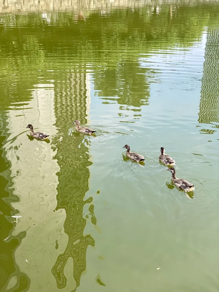 Nile goslings growing up on the Main - My, Germany, Frankfurt am Main, Photo hunting, Birds, Гусь, Ornithology League, Bird watching, Ornithology, Pond, Longpost