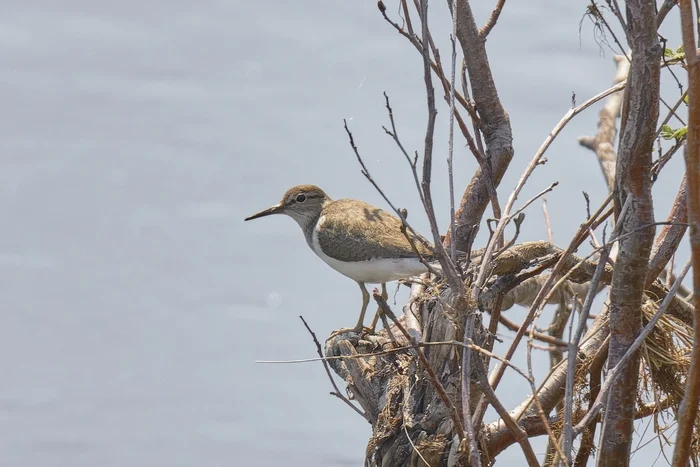 Carrier (Republic of Mari El) - My, Canon, Photo hunting, Ornithology, Ornithology League, Birds, Mari El, Carrier