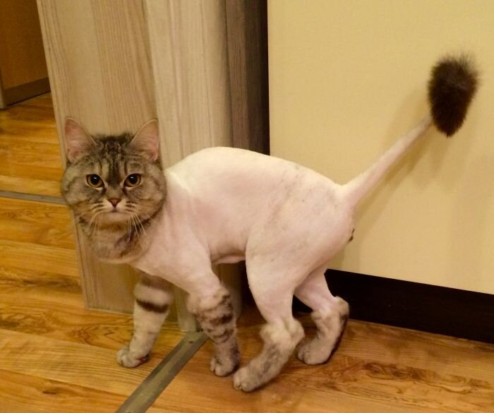 A shaved cat is a sick cat. Why can’t you cut your pet’s hair even in the fiercest heat? - cat, Shaving, Стрижка, Heat, Animals, Yandex Zen, Yandex Zen (link), Longpost