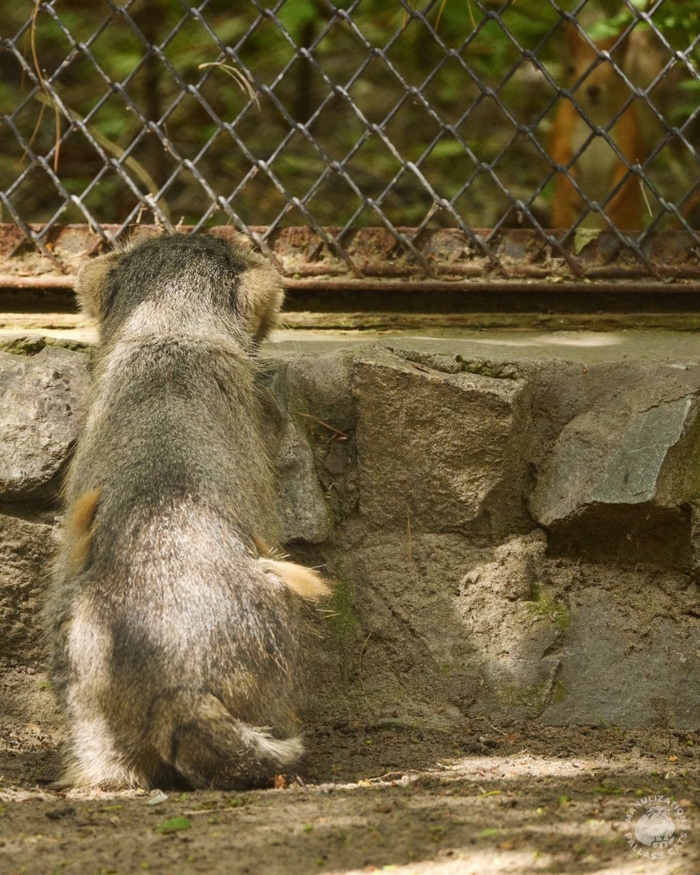 Лоло и белка. Встреча