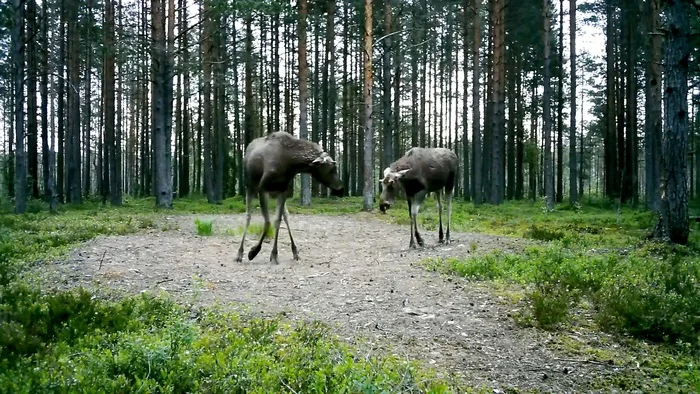 SHILNIKI - who is it? - My, The nature of Russia, Pavel Glazkov, Leningrad region, Elk, Vsevolozhsky district, Video, Video VK, Longpost