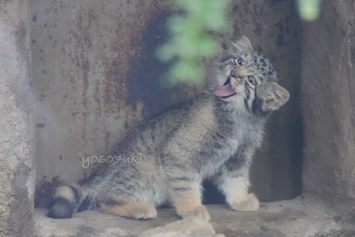 Пятница! Выпускные! Гуляем!!!
