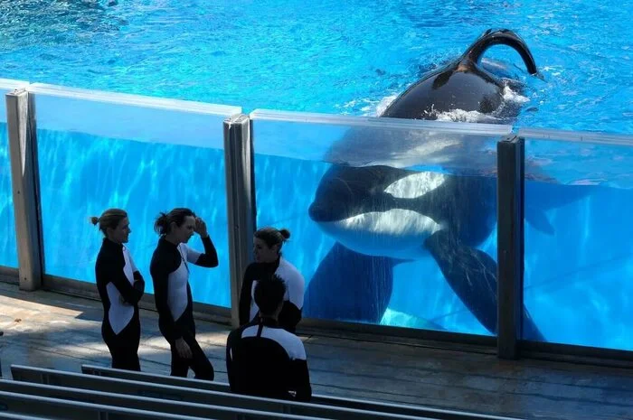 Can you imagine yourself at least for a minute as a killer whale in an aquarium? - Killer whale, Seaworld, Oceanarium, Video, Youtube, Mat, Longpost