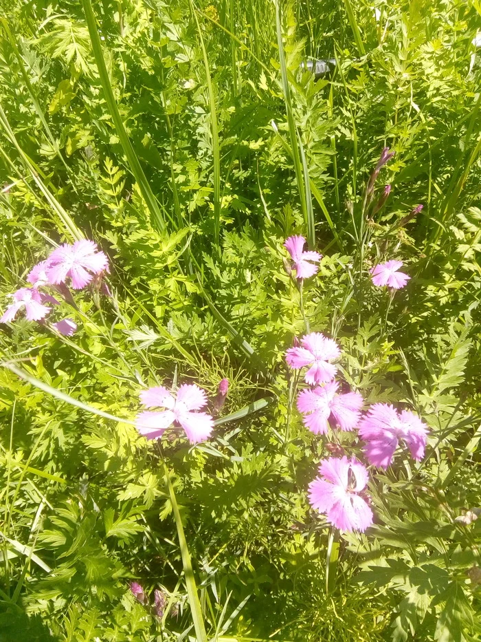 News from the shepherdess from the water meadows - My, Village, Life stories, Family, Сельское хозяйство, Floodplain, Bloom, Plants, Nature, Video, Vertical video, Longpost