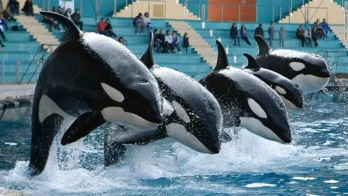 The best arguments by defenders of keeping killer whales in captivity - Killer whale, Oceanarium, Captivity, Animal defenders