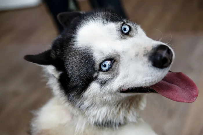 Blue-eyed husky Volt is in good hands - Siberian Husky, Husky, In good hands, Moscow, Dog, Dog lovers, Homeless animals, Shelter, Overexposure, Volunteering, Longpost