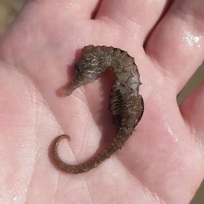 Anapa - My, Black Sea, Anapa, A fish, Sea Horse, The photo