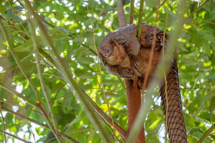 Высоко сижу, далеко гляжу