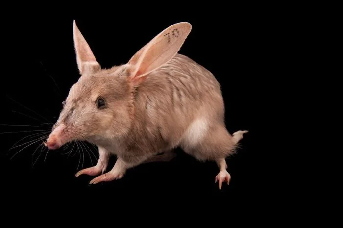 Rabbit Bandicoot - Bandicoot, Marsupials, Wild animals, Zoo, The photo