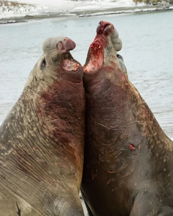 Elephant seal fight - Elephant seal, Seal, Pinnipeds, Predatory animals, Wild animals, wildlife, South Georgia, Blood, The photo