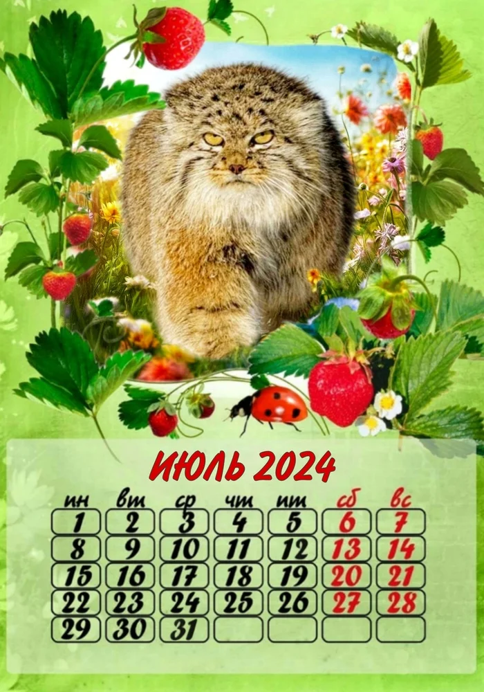 Post #11557527 - Wild animals, Pallas' cat, Small cats, Predatory animals, Cat family, Photoshop, The photo, The calendar, Longpost