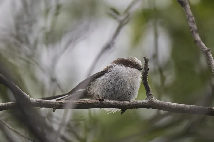 Polovnik gatherings - My, Long-tailed, Bashkortostan, Cell, Photo hunting, Bird watching, 2024, Summer, June, Longpost, Birds, The photo