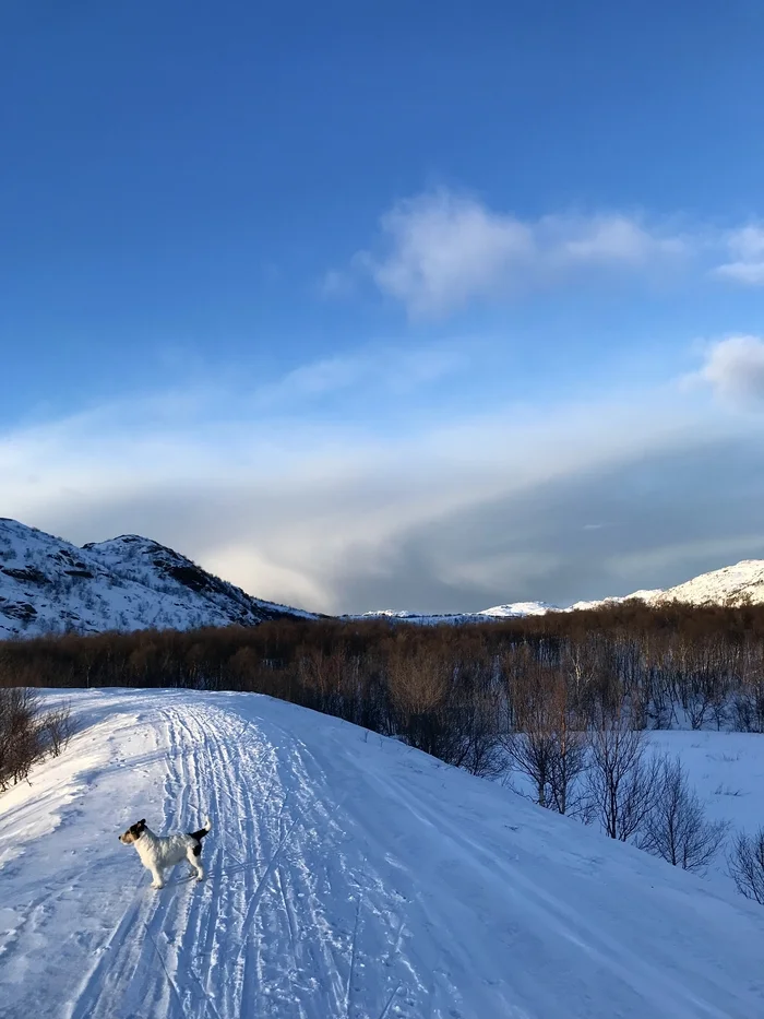 Maybe someone is already missing winter) - My, Winter, Kola Peninsula, North, Dog, The photo