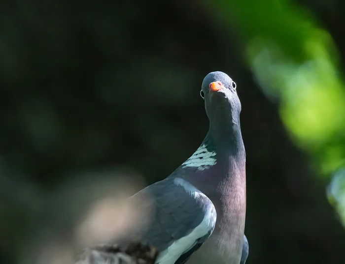 Vityuten, aka pigeon - My, Ringdove, Ornithology, Ornithology League, Bird watching, Photo hunting, The photo