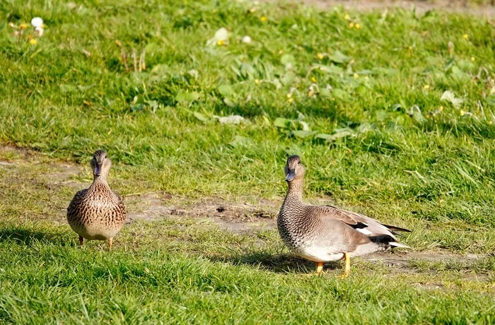 Mallard ducks - My, The photo, Netherlands (Holland), Nature, Birds, Duck