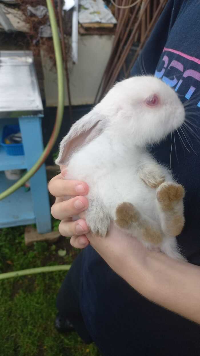 Rabbit eats carrots - Rabbit, Carrot, Longpost, The photo