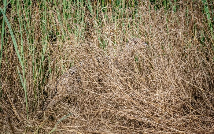 Master of Disguise - Nature, Краснодарский Край, Birds, The photo, Animals, Pheasant, Color