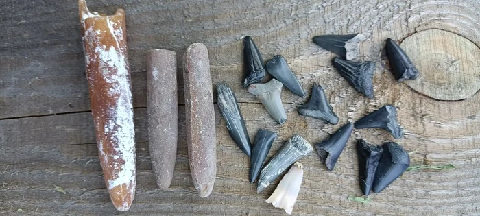 Shark teeth. Question - My, Paleontology, Shark, Teeth, Fossils