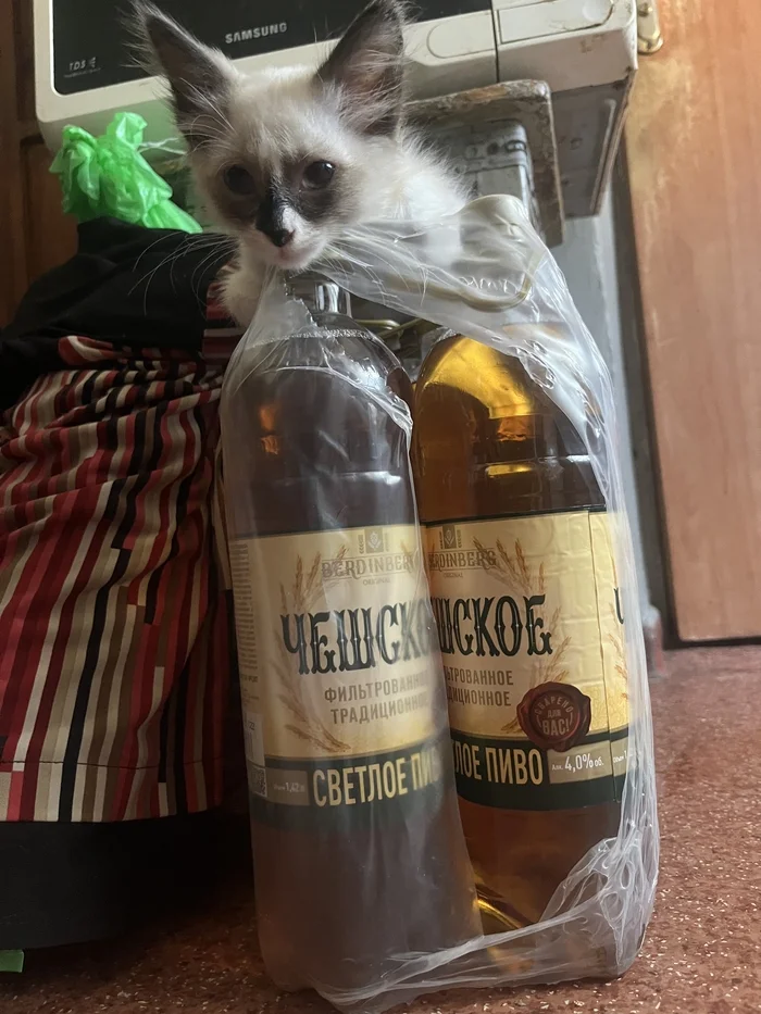 Have a great weekend everyone <3 - My, cat, Beer, Weekend, Longpost