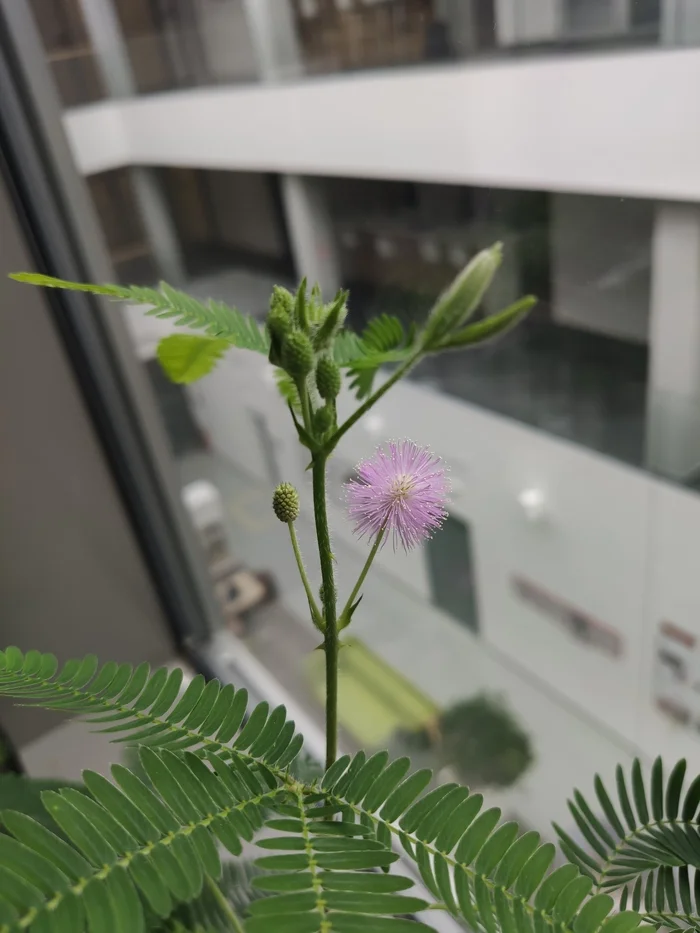 And my mimosa bloomed - Mimosa, Touchy, The photo, Flowers