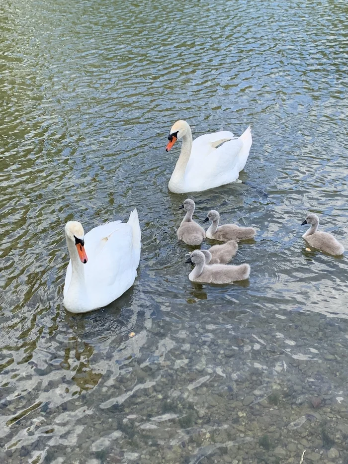 Swan family - My, Nature, Vishtynetskoye Lake, Birds, Longpost, Swans, The photo