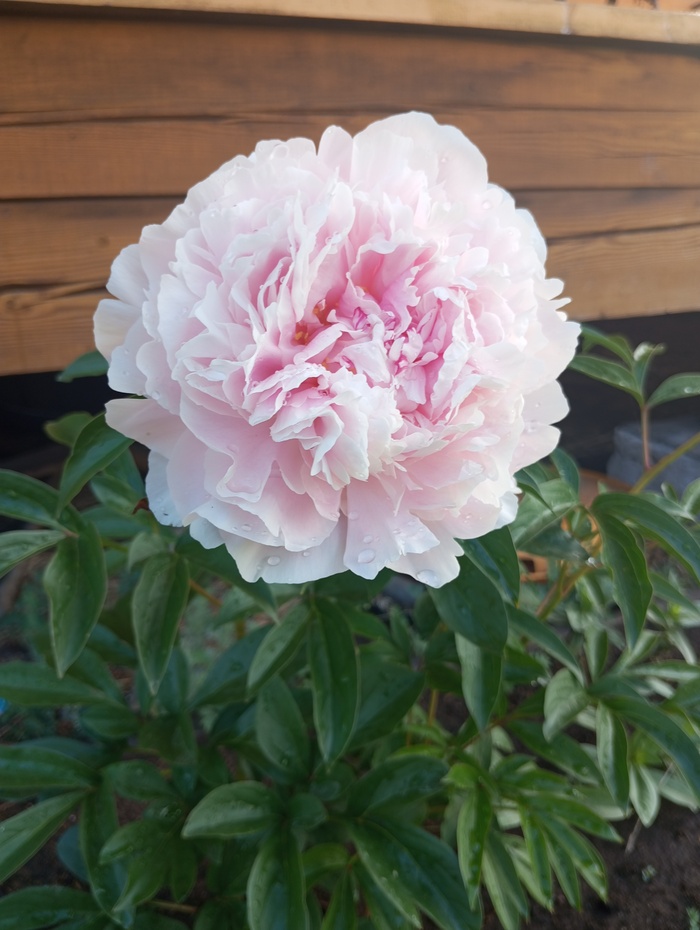 Продолжение поста «Дневник самосовершенствования »