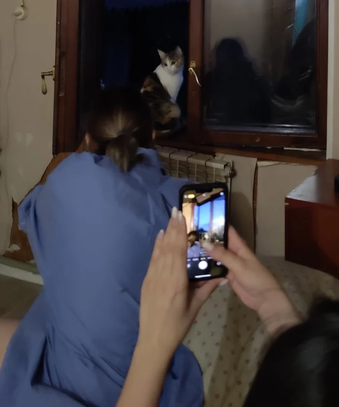 I take pictures of a pussy that takes pictures of a pussy that takes pictures of pussy - My, cat, Humor