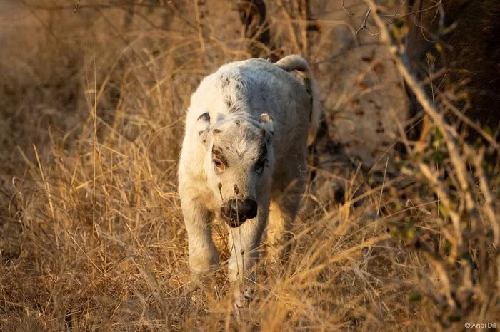 White African buffalo calf - Calf, African buffalo, Artiodactyls, Wild animals, wildlife, Kruger National Park, South Africa, The photo, Ucicism, Longpost