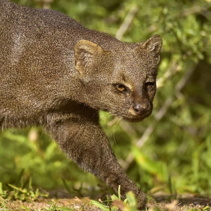 Sneaks - Jaguarundi, Small cats, Cat family, Predatory animals, Wild animals, wildlife, South America, The photo